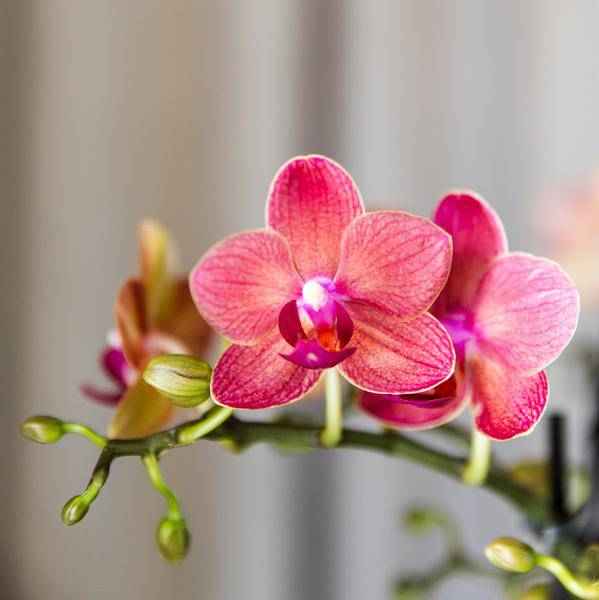 Image of Phalaenopsis Orchideen Kongo Rot – 4 Orchideen – ca. 30-35cm hoch – Ø9cm – rote Mini – Orchideen – Zimmerpflanze für Tisch & Fensterbank-1