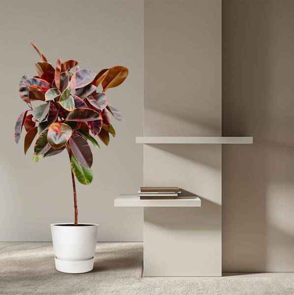 Image of Gummibaum Ficus Elastica Belize Zimmerpflanze Ø24cm ↕130cm – pflegeleichte Grünpflanze für Wohnzimmer, Büro & helle Standorte kaufen-3