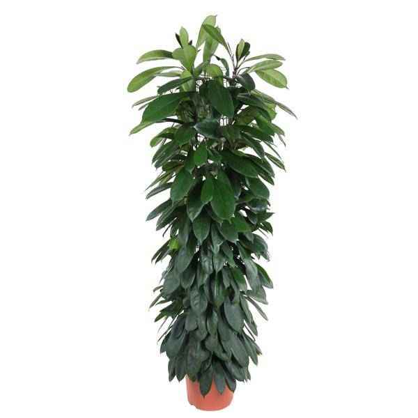 Image of Gummibaum Zimmerpflanze Ø29cm ↕150cm – pflegeleichte Grünpflanze für Wohnzimmer, Büro & helle Standorte kaufen-0