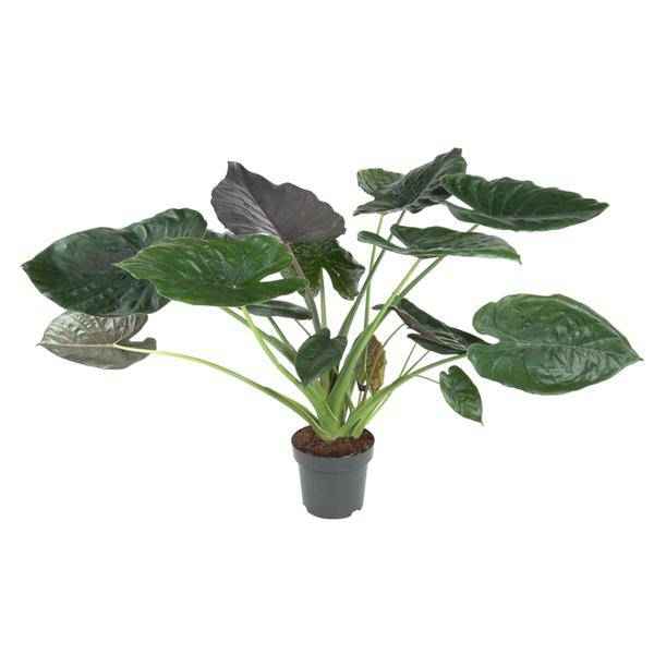 Image of Elefantenohr – Alocasia Wentii – Zimmerpflanze – 120cm – Ø32cm – tropische Pflanze mit großen pfeilförmigen Blättern in Dunkelgrün und Violett