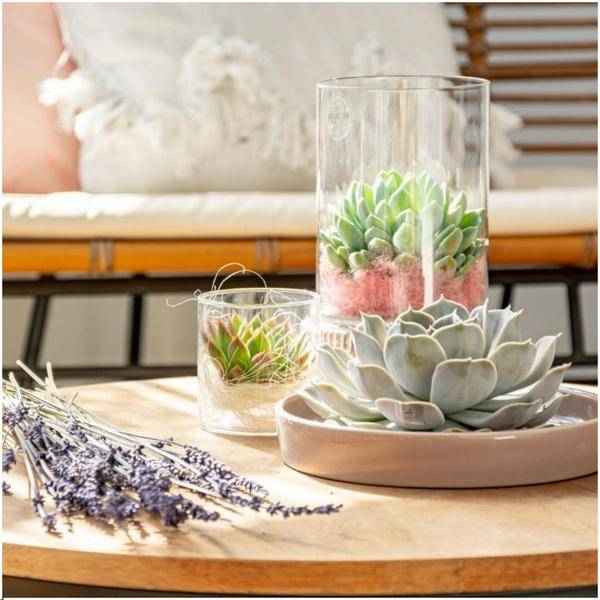 Image of Sukkulente – Echeveria pulidonis ROOTLESS – Ø20cm Schale Taupe – Zimmerpflanze ohne Wurzeln – Pflegeleichte Schnitt