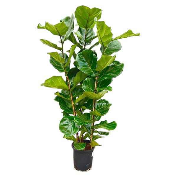 Image of Feigenbaum – Ficus Lyrata Strauch – ca. 140cm hoch – Ø27cm – Geigenfeige als Zimmerpflanze – XXL Grünpflanze mit großen Blättern – für Zimmer & Büro