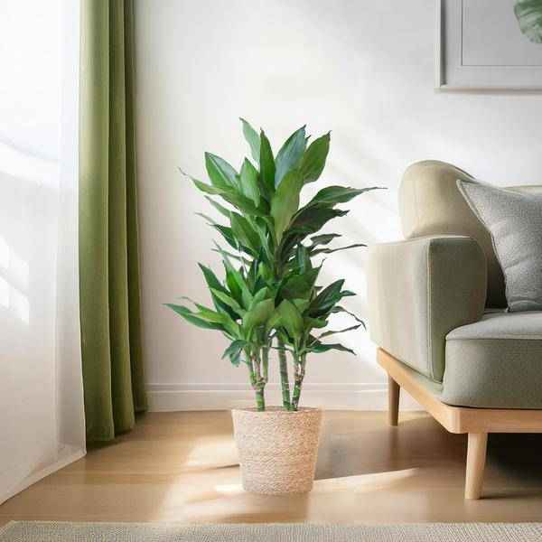 Image of Dracaena Janet Lind 95cm – Drachenbaum Zimmerpflanze Ø21cm – pflegeleichte grüne Pflanze mit luftreinigend – inkl. handgeflochtenem Seegras