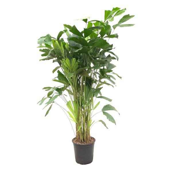 Image of Caryota Mitis – Fischschwanzpalme – Zimmerpflanze ca. 140cm – Ø24cm – Tropische Palme mit gefiederten Blättern für Wohnzimmer, Büro & Wintergarten-0