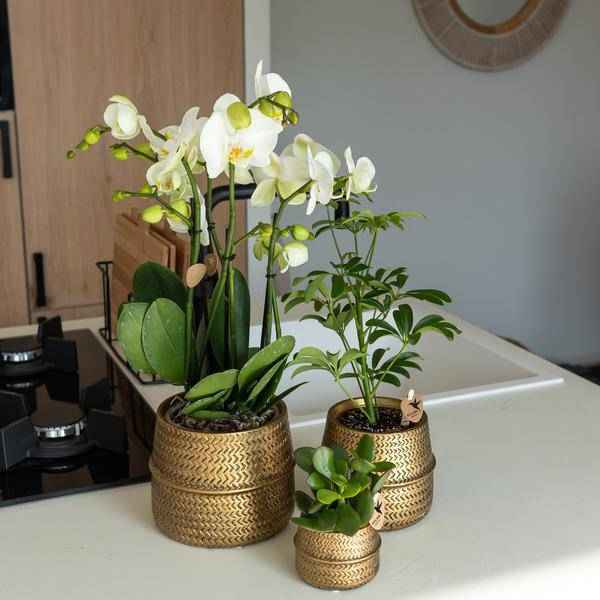 Image of Sukkulente Crassula Ovata – Ø9cm – Robuste Zimmerpflanze mit glänzenden Blättern – Pflegeleicht & dekorativ – Für Wohnzimmer, Büro & Bad