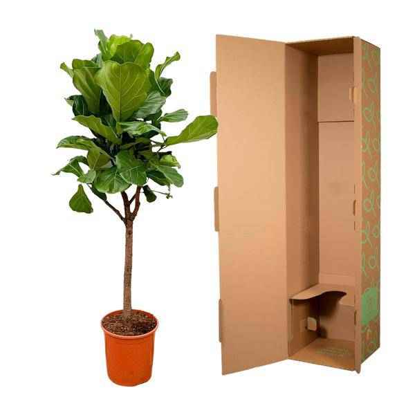 Image of Geigen – Feige – Ficus Lyrata – Zimmerpflanze 180cm – Ø30cm – Designpflanze mit großen geigenförmigen Blättern – Pflegeleicht-2