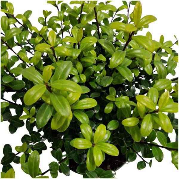Image of Stechpalmenhecke Ilex crenata ‘Jenny’ – 6 Pflanzen Ø12cm ↕20cm Winterharte immergrüne Heckenpflanzen