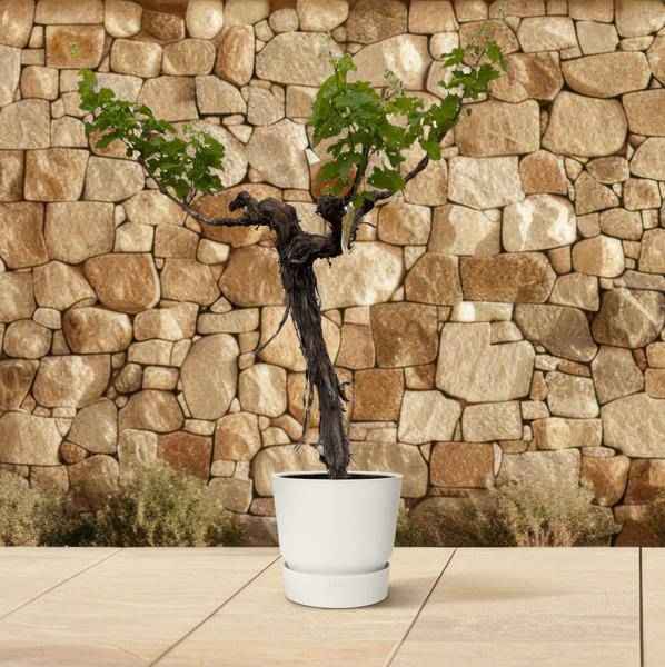 Image of Weintraube Vitis Vinifera Zimmerpflanze Ø55cm ↕220cm – pflegeleichte Grünpflanze für Wohnzimmer, Büro & helle Standorte kaufen