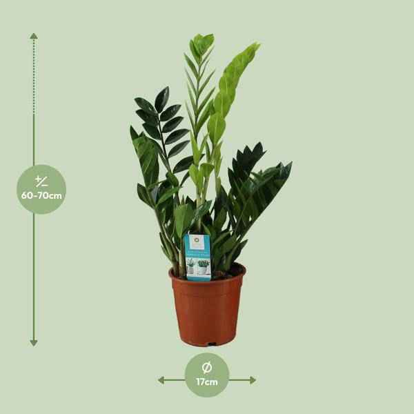 Image of Glücksfeder Zamioculcas zamiifolia Zimmerpflanze Ø17cm ↕65cm – pflegeleichte Grünpflanze für Wohnzimmer, Büro & helle Standorte kaufen-1