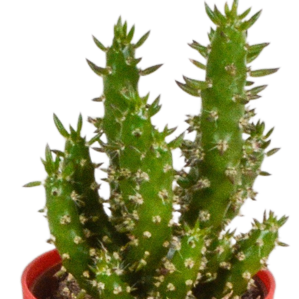 Image of Kakteen Mix – 5 Pflanzen – Ø5,5cm Zimmerpflanzen im farbigen Kunststofftopf – Verschiedene Mini – Kakteen