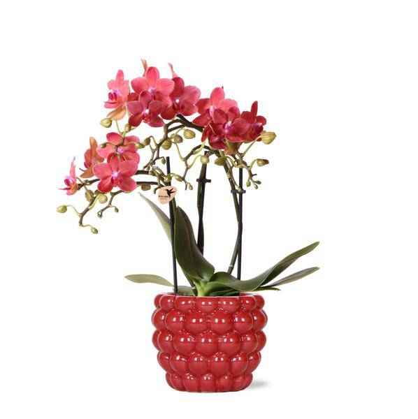 Image of Phalaenopsis Orchidee Rot Zimmerpflanze Ø9cm ↕40cm – blühende Orchidee für Wohnzimmer, Büro & helle Standorte kaufen