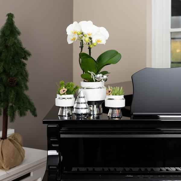 Image of Le Chic Blumentopf Weiß mit silbernen Details – Dekorativer Keramiktopf Ø9cm – Eleganter Ziertopf für Orchideen & Grünpflanzen-2