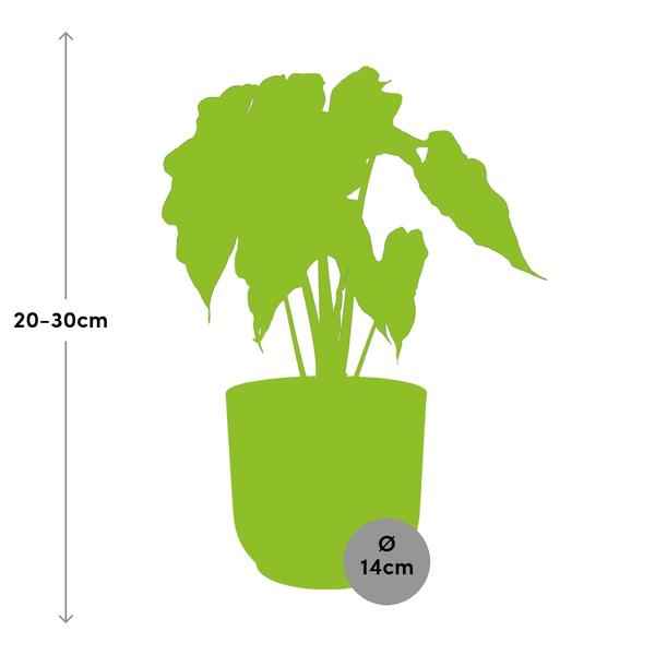 Image of Elefantenohr Alocasia Polly Zimmerpflanze Ø14cm – pflegeleichte Grünpflanze für Wohnzimmer, Büro & helle Standorte kaufen-1