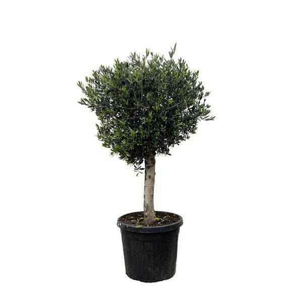 Image of Olivenbaum – Olea Europaea Lorc 180cm – Ø50cm – Mediterrane Kübelpflanze mit silbergrünen Blättern – Pflegeleicht