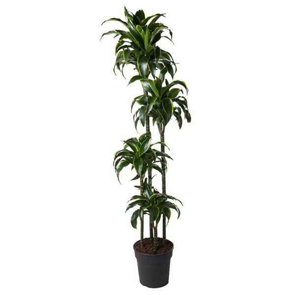 Image of Drachenbaum – Dracaena Dorado 170cm – Ø27cm – Zimmerpflanze mit gold – grünen Blättern – Tropische Dekopflanze für Wohnzimmer, Büro & Wintergarten-0