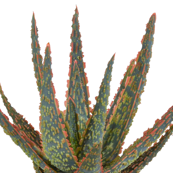 Image of Aloe Zebrina Dannyz – Ø10,5cm Zimmerpflanze im weißen Topf – Sukkulente mit sternförmigen Blättern & orangefarbenen Akzenten-3