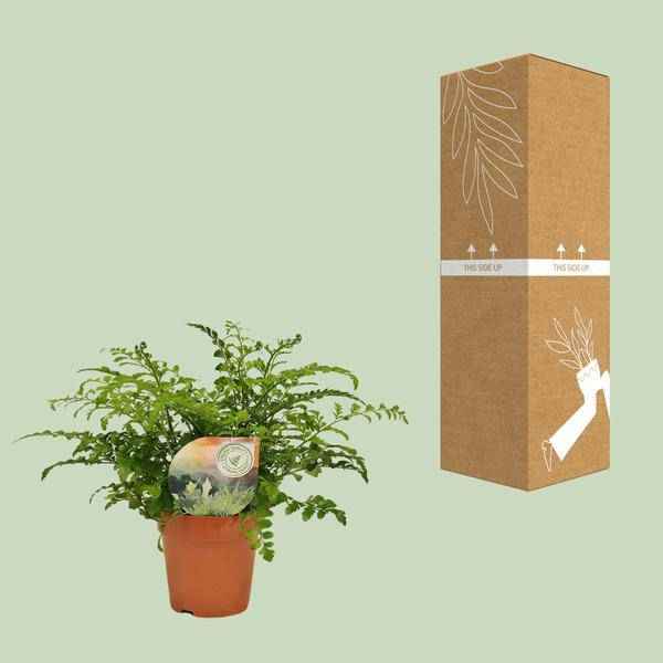 Image of Nestfarn Asplenium Parvati Zimmerpflanze Ø12cm ↕35cm – pflegeleichte Grünpflanze für Wohnzimmer, Büro & helle Standorte kaufen-2