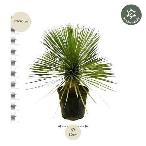 Image of Palmlilie – Yucca Rostrata auf Stiel – ↕70cm – Ø30cm – Exotische Zimmer – & Terrassenpflanze – Pflegeleicht & robust-2