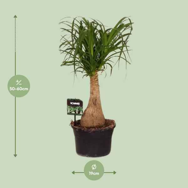 Image of Elefantenfuß Beaucarnea Nolina – Ø19cm – ↕60cm – Pflegeleichte Zimmerpflanze mit luftreinigenden Eigenschaften
