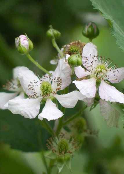 Image of Dornenlose Bio Brombeere – Rubus fruticosus ‘Dornenlos Immergrün’ – Ø13cm – ca. 45cm hoch – Süße & vitaminreiche Früchte – winterharte Kletterpflanze