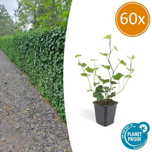 Image of Hedera Hibernica – Großblättriger Irischer Efeu – Ø9cm – ↕10-25cm – 60 Pflanzen – Kletterpflanze & Bodendecker-1