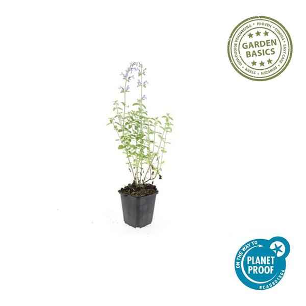 Image of Nepeta 'Walker's Low' – 6 Pflanzen – Katzenminze – Lavendelblaue Blüten – Silbergrünes Laub – Pflegeleichte Staude – Sonnig – Bienen & Schmetterlinge