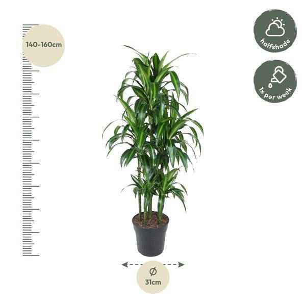 Image of Drachenbaum – Dracaena Hawaiiana Karussell 150cm – Ø31cm – Zimmerpflanze mit langen glänzenden Blättern-1