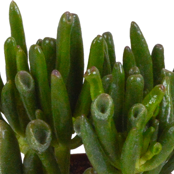 Image of Crassula Mix – Dickblatt 3 Pflanzen – Ø8,5cm Zimmerpflanzen im Terrakotta – Topf – Verschiedene Sukkulenten im mediterranen Tontopf-3