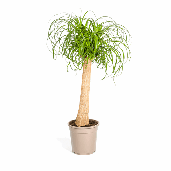Image of Beaucarnea Recurvata – Elefantenfuß – Ø24cm – ↕80-100cm – Pflegeleichte Zimmerpflanze mit markantem Stamm & eleganten Blättern – Trockenheitsresistent-0