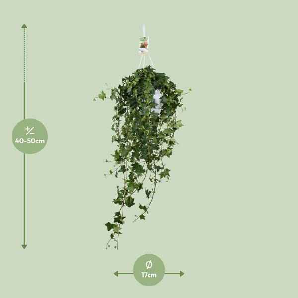 Image of Hedera Helix Pitsburg – Efeu Hängepflanze – Zimmerpflanze – Ø17cm – ca. 45cm hoch – pflegeleichte Grünpflanze für Zuhause und Büro-2