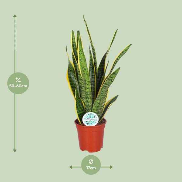Image of Bogenhanf Sansevieria trifasciata Laurentii Zimmerpflanze Ø17cm ↕60cm – pflegeleichte Grünpflanze für Wohnzimmer, Büro & helle Standorte kaufen
