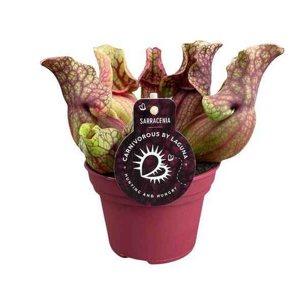 Image of Schlauchpflanze Sarracenia Venosa – Kannenpflanze – Zimmerpflanze – Ø12cm – ca. 20cm – Pflegeleicht & Exotisch