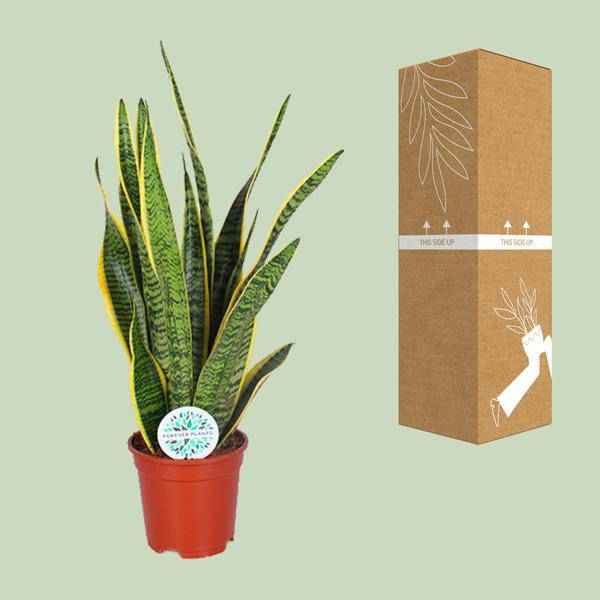 Image of Bogenhanf Sansevieria trifasciata Laurentii Zimmerpflanze Ø17cm ↕60cm – pflegeleichte Grünpflanze für Wohnzimmer, Büro & helle Standorte kaufen