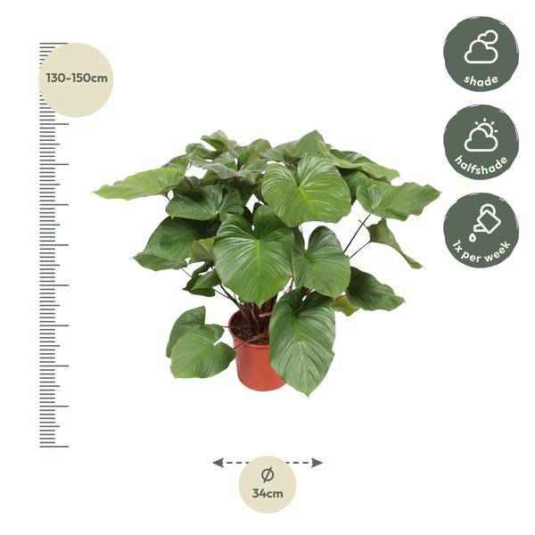 Image of Homalomena Rubescens Zimmerpflanze Ø34cm ↕140cm – pflegeleichte Grünpflanze für Wohnzimmer, Büro & helle Standorte kaufen-1