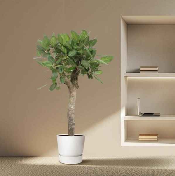 Image of Ficus Benghalensis – Banyan – Feige auf Stamm – ca. 150cm Höhe – Zimmerpflanze mit großen glänzenden Blättern – Topfgröße Ø34cm – Elegante Innenraum
