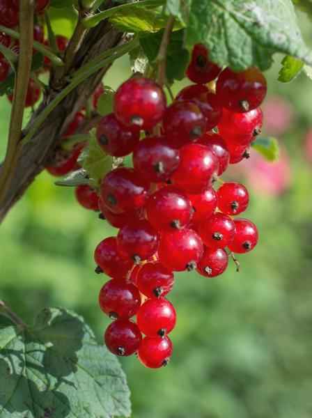 Image of Rote Bio Johannisbeere – Ribes rubrum ‘Jonkheer van Tets’ – Ø13cm – ca. 45cm hoch – Frühe Sorte mit hohem Ertrag – Saure & frische Beeren – winterharte Beerenpflanze
