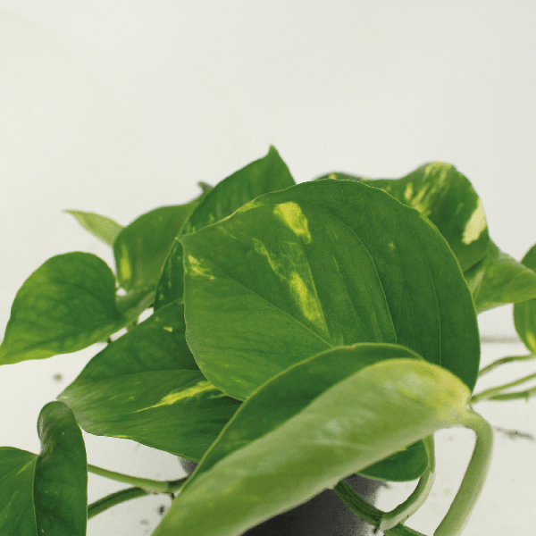Image of Efeutute Epipremnum Aureum Scindapsus Zimmerpflanze Ø15cm ↕25cm – pflegeleichte Grünpflanze für Wohnzimmer, Büro & helle Standorte kaufen-2