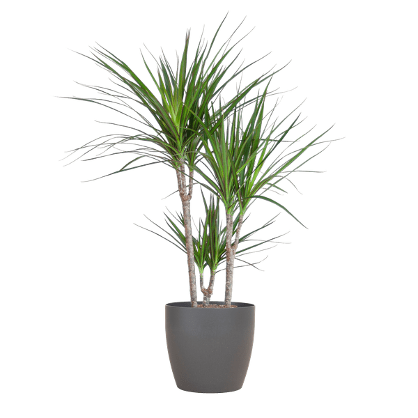 Image of Drachenbaum Dracaena Marginata Zimmerpflanze Ø21cm ↕95cm mit dekorativem Übertopf – pflegeleichte Grünpflanze für Wohnzimmer, Büro-0