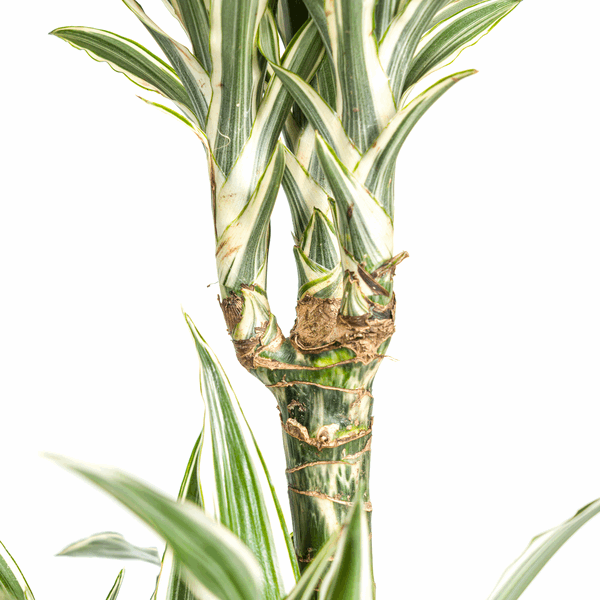Image of Dracaena Deremensis White Stripe – Drachenbaum – Ø24cm – ↕130-150cm – Elegante Zimmerpflanze mit weißen Blattstreifen – Pflegeleicht & luftreinigend-2