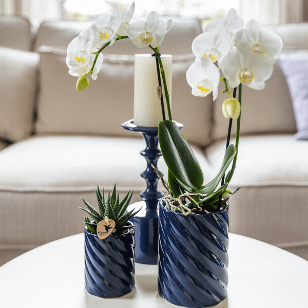 Image of Amabilis Orchidee Weiß & Sukkulente Haworthia – Zimmerpflanzen Set – Candy Dekotöpfe Blau Ø9cm & Ø6cm – Pflanzenset für Wohnzimmer & Geschenkidee