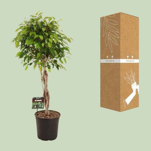 Image of Birkenfeige – Ficus Benjamina Exotica – Ø27cm – ↕120cm – Große Zimmerpflanze mit üppigem, grünem Laub