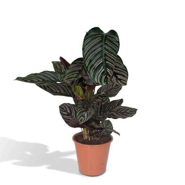 Image of Calathea Ornata Korbmarante – Zimmerpflanze – Ø19cm ↕75cm – Dunkelgrüne Blätter mit rosa Streifen – Tropische Pflanze für Wohnräume-0