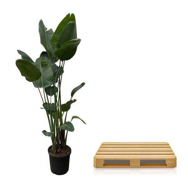 Image of Strelitzia Nicolai – Baumstrelitzie – Zimmerpflanze 250cm – Ø50cm – Weißer Paradiesvogel mit großen grünen Blättern – Exotische Zimmer-2