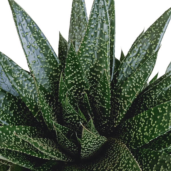 Image of Gasteria d Due – Sukkulente Zimmerpflanze – Dunkelgrün gefleckte Blätter – Höhe ca. 17cm – Pflegeleicht & dekorativ – Direkt vom Züchter-1