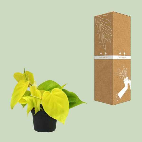 Image of Baumfreund Philodendron Lime – Ø12cm – ↕20cm – Pflegeleichte Zimmerpflanze mit leuchtend grünen Blättern – Tropische Grünpflanze für Wohnzimmer, Büro & Schlafzimmer-2