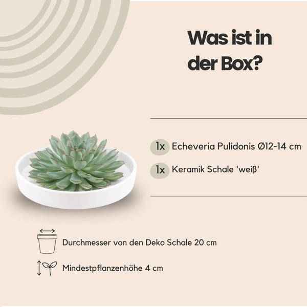 Image of Sukkulente – Echeveria pulidonis Rootless – Ø20cm Schale Weiß – Zimmerpflanze ohne Wurzeln – Pflegeleichte Schnitt-3