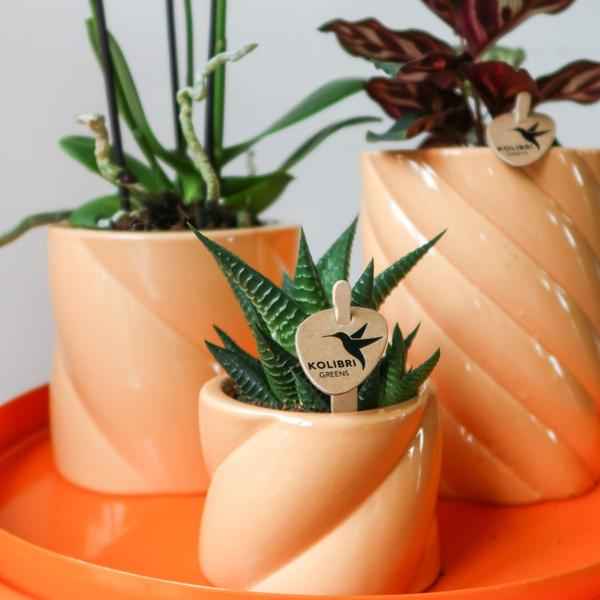 Image of Candy Blumentopf Pfirsich Ø9cm – Dekorativer Keramiktopf in moderner runder Form – Pflanzentopf für Orchideen, Sukkulenten & Grünpflanzen