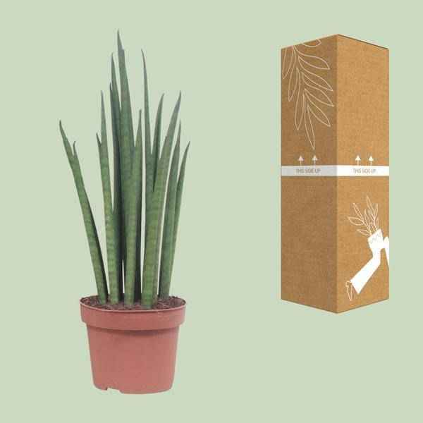 Image of Bogenhanf – Sansevieria Mikado – Zimmerpflanze – Ø12cm – ↕40cm – Schwiegermutterzunge – pflegeleichte grüne Pflanze mit schwertförmigen Blättern-2