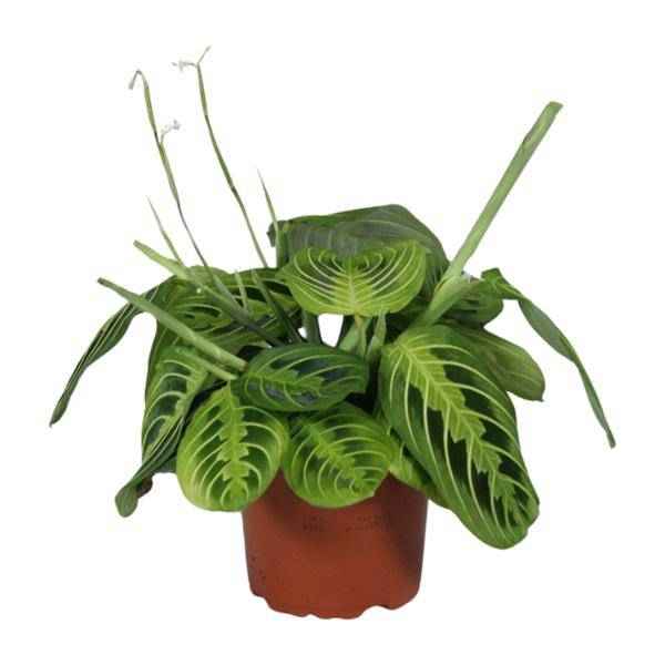 Image of Pfeilwurz – Maranta Leuconeura Fascinator Lemon Lime – Prayer Pflanze – Zimmerpflanze – Ø12cm – ca. 30cm hoch – luftreinigende Tropenpflanze-0