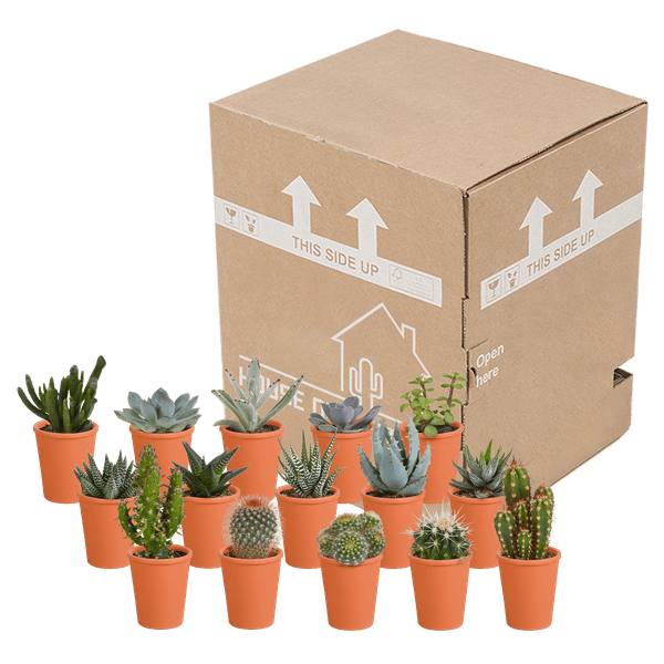Image of Sukkulenten & Kakteen Mix 15 Pflanzen Ø5,5cm – pflegeleichtes Pflanzen Set für Urban Jungle, Fensterbank, Wohnzimmer & Büro-2